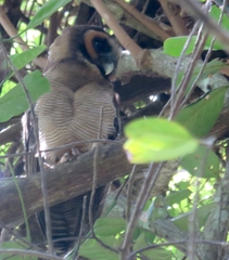 Strix leptogrammica