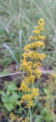 Galium verum
