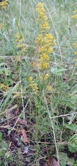 Galium verum