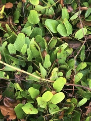 Centella erecta