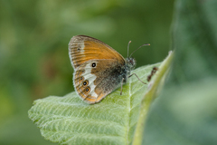 Coenonympha arcania