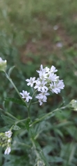 Berteroa incana