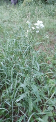 Berteroa incana