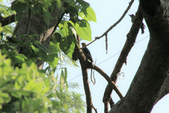 Melanerpes chrysogenys