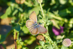 Zizeeria knysna