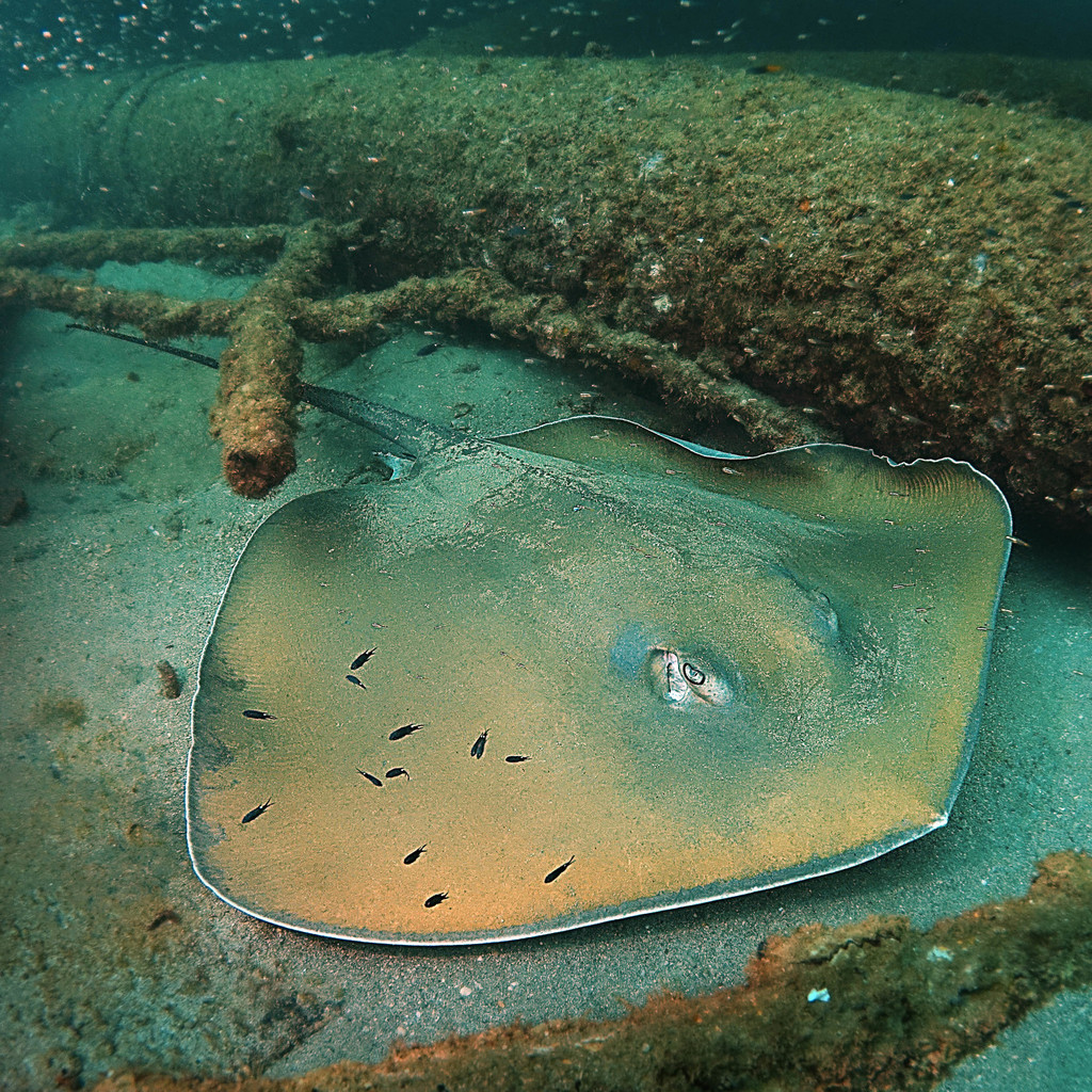 Jenkins' Whipray