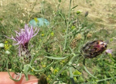 Centaurea stoebe australis