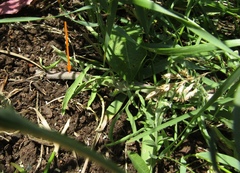Centaurea stoebe australis