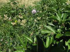 Centaurea stoebe australis
