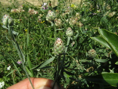Centaurea stoebe australis