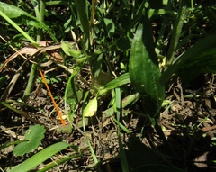 Centaurea stoebe australis
