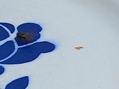 Musca domestica