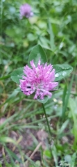 Trifolium pratense