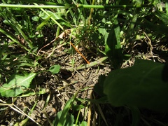 Centaurea stoebe australis