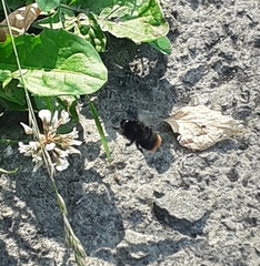 Bombus lapidarius