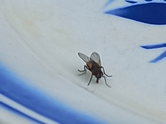 Musca domestica