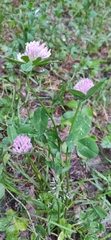 Trifolium pratense