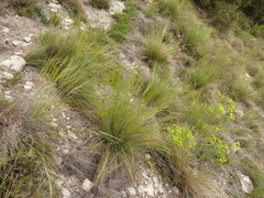 Stipa juncea