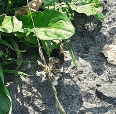 Bombus lapidarius
