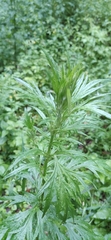 Artemisia vulgaris