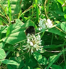 Bombus lapidarius