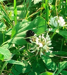 Bombus lapidarius