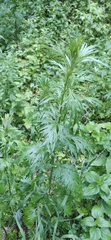 Artemisia vulgaris