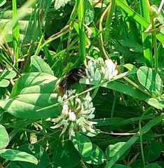 Bombus lapidarius
