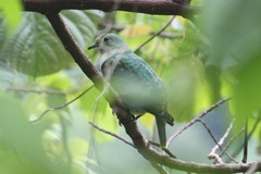 Ptilinopus porphyraceus