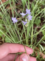 Lobelia nuttallii