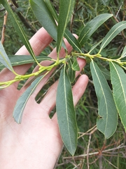Salix irrorata