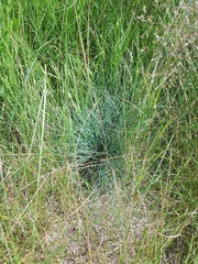 Festuca trachyphylla