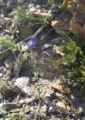 Phyteuma betonicifolium