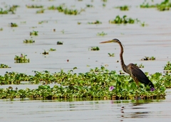 Ardea purpurea