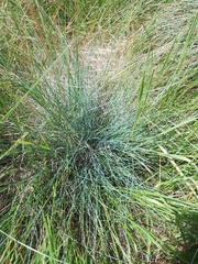 Festuca trachyphylla