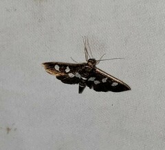 Desmia subdivisalis
