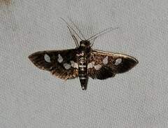 Desmia subdivisalis