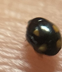 Hyperaspis quadrioculata