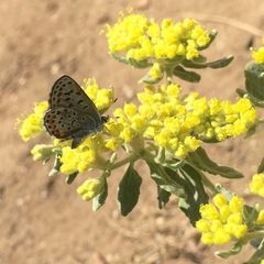 Euphilotes ancilla
