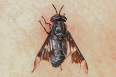 Chrysops noctifer