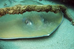 Pateobatis jenkinsii