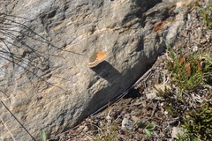 Coenonympha gardetta