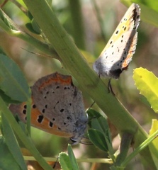 Lycaena phlaeas hypophlaeas