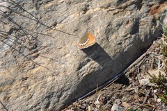 Coenonympha gardetta