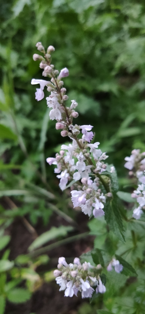 Nepeta nuda (Nepeta nuda)