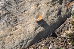 Coenonympha gardetta