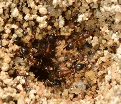 Monomorium subopacum
