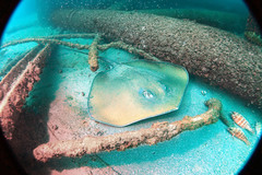 Pateobatis jenkinsii