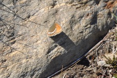Coenonympha gardetta