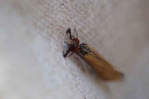 Grousewing Caddisfly, Hoeve Chapeau, photo 8 of 10
